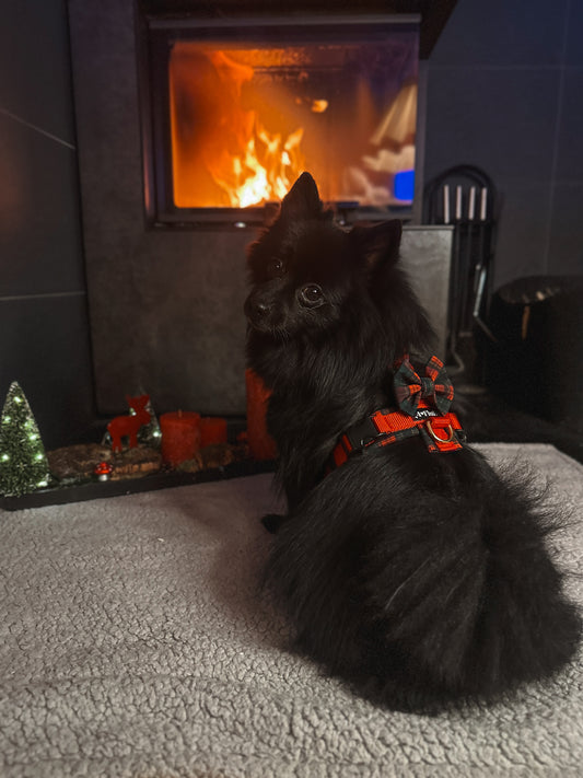 Santa Fluffy - LIMITED EDITION