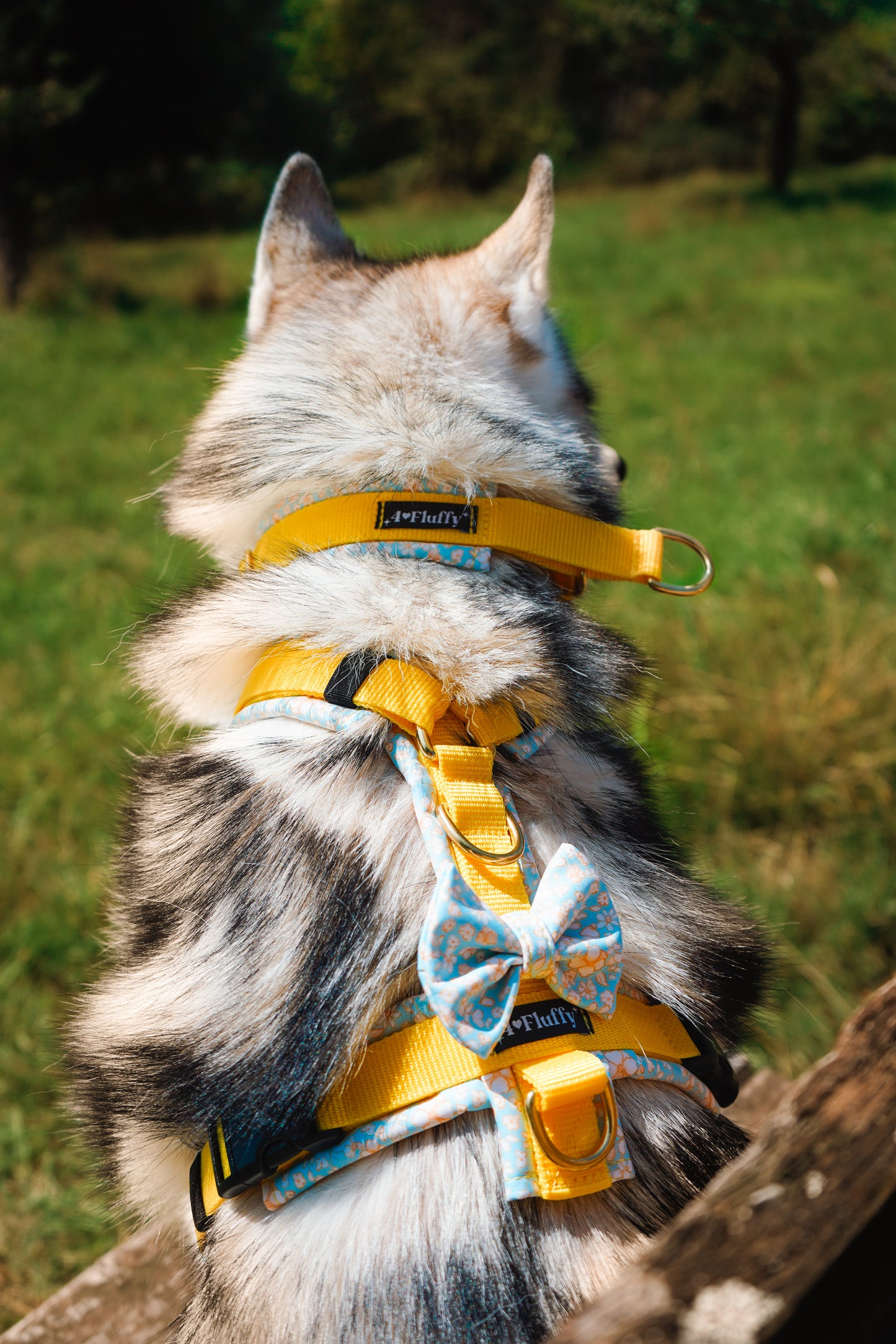 Hundegeschirr - LittleSunshine