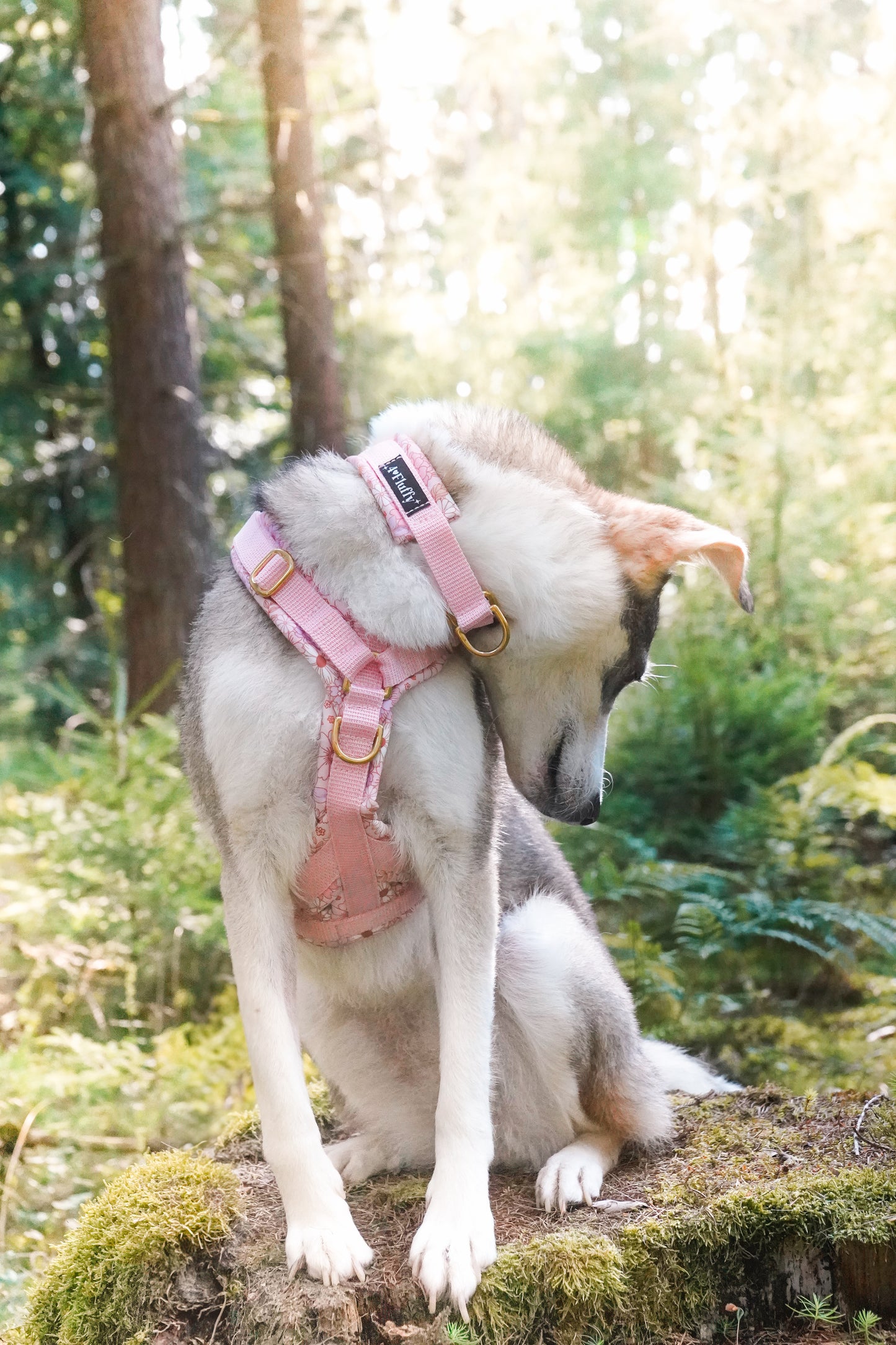 Hundegeschirr - KirschBlüten / Premium