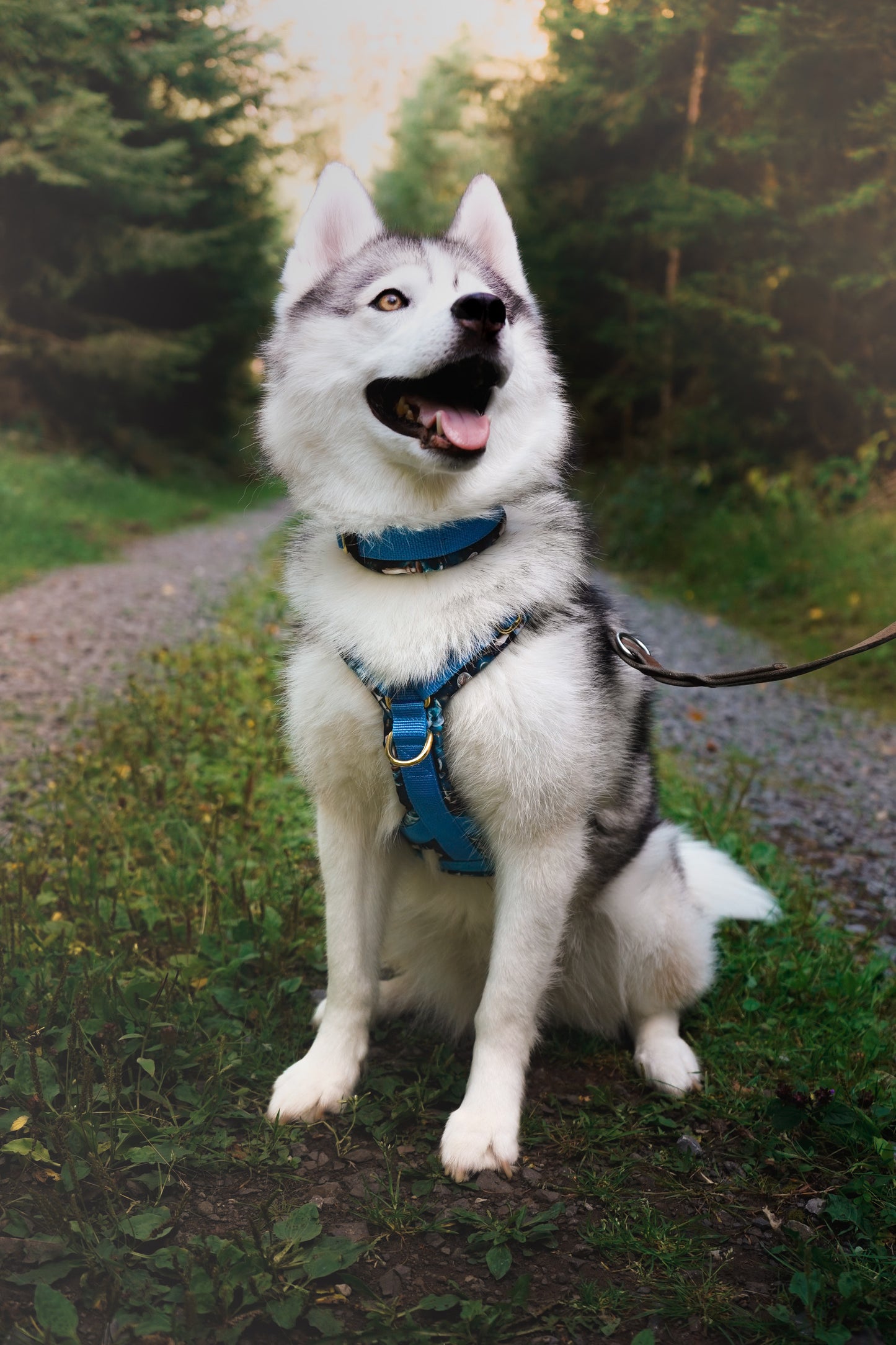 Hundegeschirr - ZauberWald