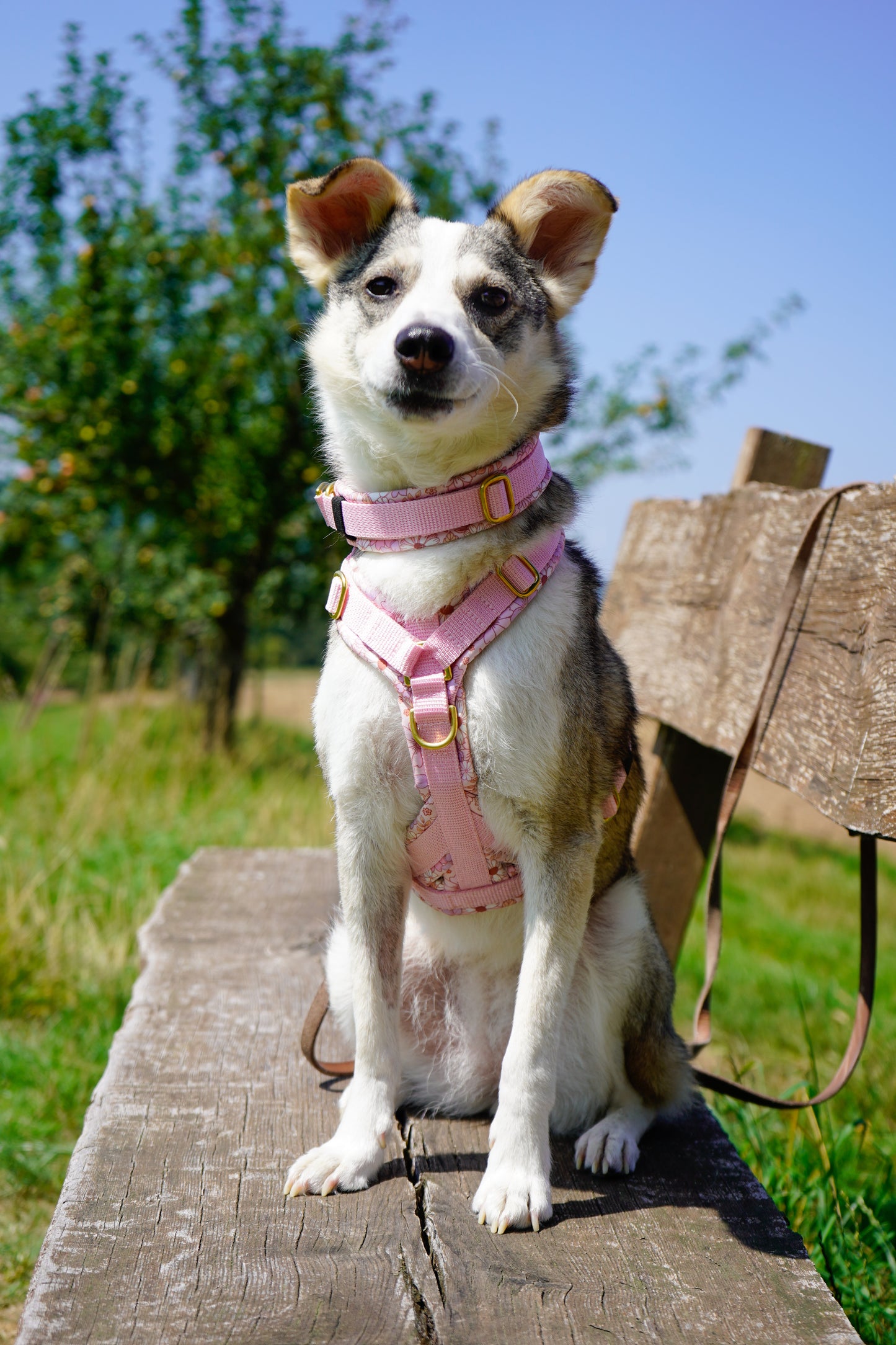 Hundegeschirr - KirschBlüten / Premium